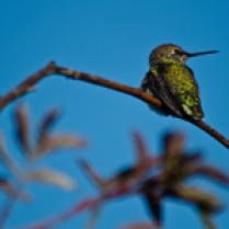 Hummingbird sits on a branch.