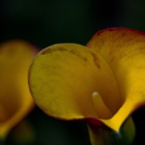 Vince Ferguson - Yellow Calla Lily I, Digital Image