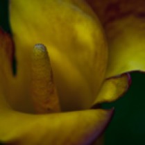 Vince Ferguson - Orange Calla Closeup, Digital Image