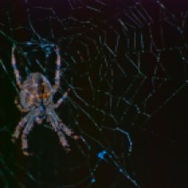 Vince Ferguson - Hobo Spider II - Digital Image