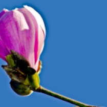 Vince Ferguson - Magnolia Blossom - Digital Image