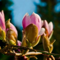 Vince Ferguson - Magnolia Blossoms - Digital Image