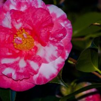 Vince Ferguson - Marble Camellia - Digital Image