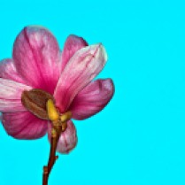C. Vincent Ferguson - Under Magnolias - Digital Image