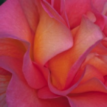 C. Vincent Ferguson - Mardi Gras Rose Abstract - Digital Image