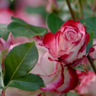 C. Vincent Ferguson - Cherry Parfait Rose Bud - Digital Image