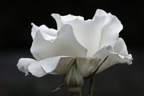 C. Vincent Ferguson - White Simplicity Rose - Digital Image