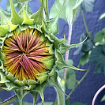 C. Vincent Ferguson - Sunflower Round Bud - Digital Image