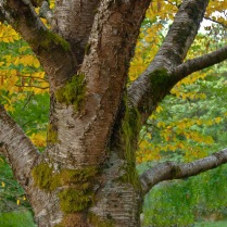 C. Vincent Ferguson - Autumn Birch Tree - Digital Image