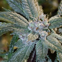 Snowman Strain Cannabis Bud